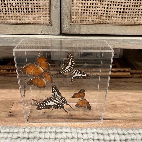Vintage Lucite Butterfly Display - Picture 3 of 3